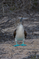 Fototapeta premium Adult Blue Footed Booby (Sula nebouxii) on the Galapagos Islands, Ecuador.