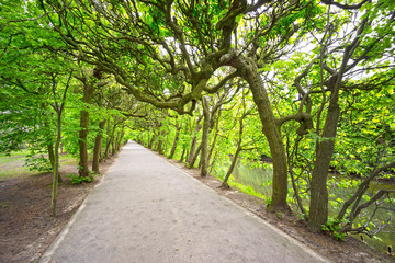 Alley in the park  Oliva
