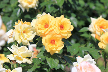 riot of flowers in the summer park