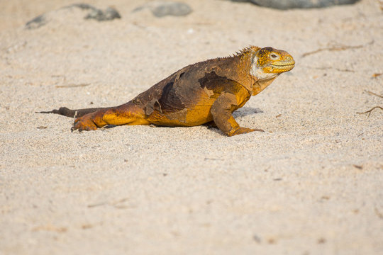 Galapagos Land Iguana walking across sand in the Galapagos Islands, Ecuador.