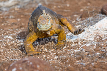 Galapagos Land Iguana