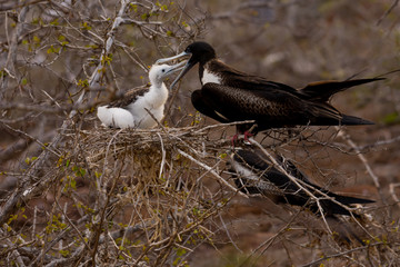 A female Magnificent Frigatebird feeds her chick on North Seymour Island in the Galapagos Island chain.