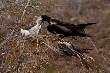 A female Magnificent Frigatebird feeds her chick on North Seymour Island in the Galapagos Island...