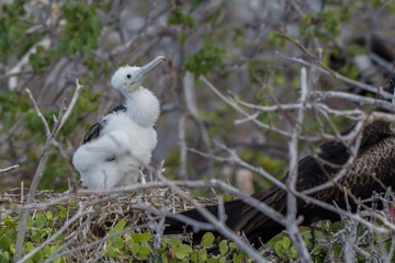 A Magnificent Frigatebird (Fregata magnificens) baby in a nest