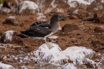 An immature Blue-footed Booby (Sula nebouxii) standing on a rock with one foot raised on the Galapagos Islands.