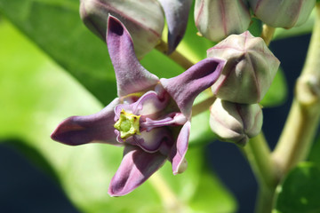 flower poisonous calotropis