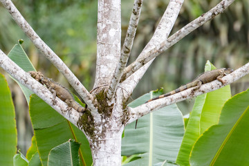 Iguana in Tree