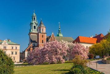 Fototapeta Wawel cathedral and castle with blooming magnolia tree, sunny day, Krakow, Poland obraz