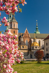 Wawel cathedral  blooming magnolia tree, sunny day, Krakow, Poland