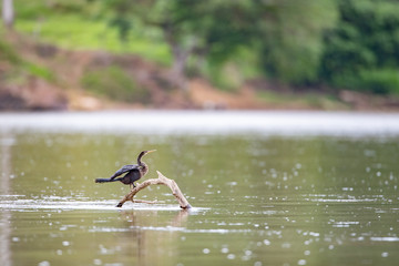 great blue heron in flight
