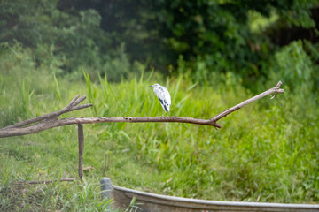 Fototapeta premium Bird on a branch