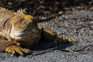 Closeup of a Galapagos Land Iguana (conolophus subcristatus).