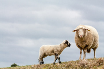 Obraz premium Mutterschaf mit Lamm