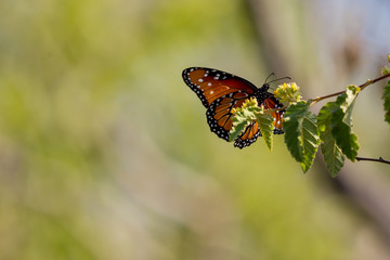 A Queen Butterfly (Danaus gilippus)