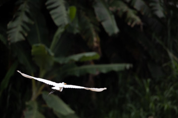 bird in flight