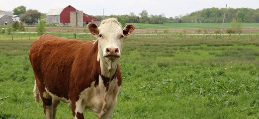 Hereford cow in the meadow looking at camera with red barn in background