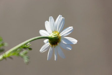 macro photo of white chamomile on stem