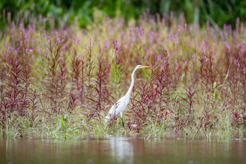 Fototapeta premium bird in grass