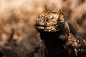 Galapagos Land Iguana