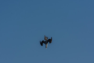 Adult Blue Footed Booby (Sula nebouxii) divinb in the air on the Galapagos Islands, Ecuador.