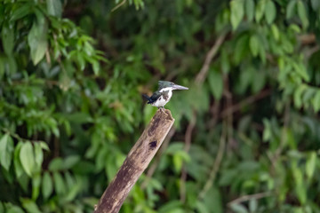 kingfisher on a branch