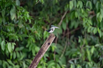 kingfisher on a branch