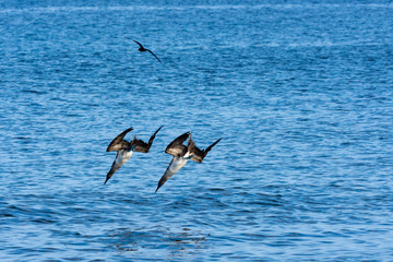 Blue Footed Boobies (Sula nebouxii) diving for fish in  the Galapagos Islands, Ecuador.