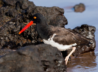 American Oystercatcher searching for food
