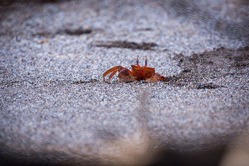 A Galapagos Ghost Crab (Ocypode gaudichaudii)