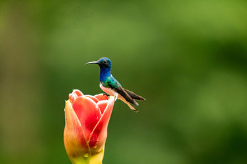 Hummingbird