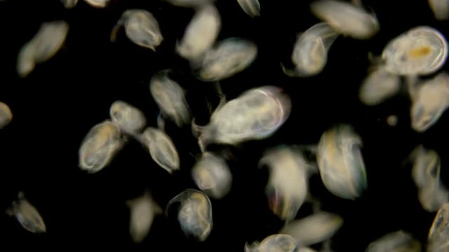 Bosmina water flea under the microscope, the chaotic movement of a colony of Bosmina plankton crustaceans, they are easily recognized by the antennulae resembling a beak, is a planktonic organism