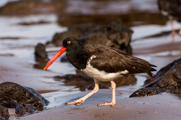 American Oystercatcher searching for food among the lava rock on a beach in the Galapagos Islands.