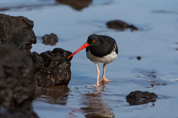American Oystercatcher searching for food among the lava rock on a beach in the Galapagos Islands.