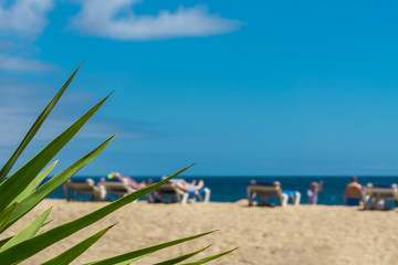 Beach scene with palm tree leaves and blurred view of people on loungers in tropical landscape, turquoise sea, and blue sky
