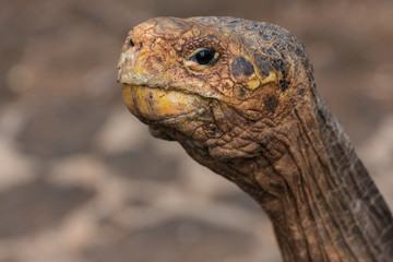Galapagos Giant Tortoise in the Tortoise Breeding Center operated by the Galapagos National Park on Santa Cruz Island.