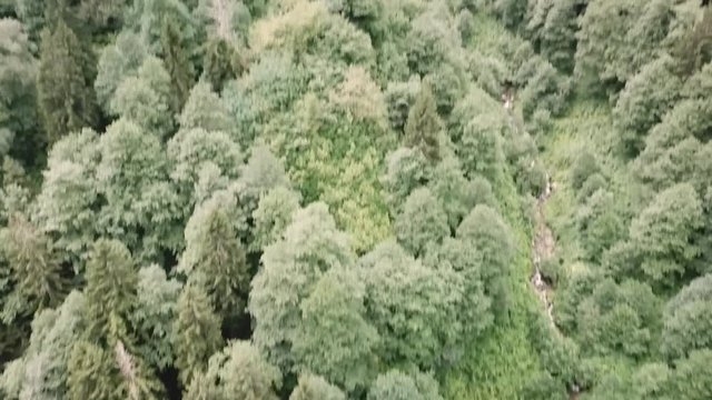 Drone footage of the forests and mountain valleys in Ayder, Turkey