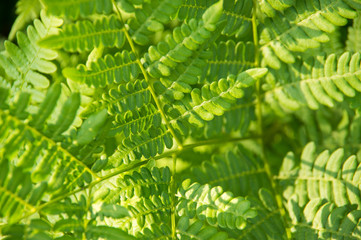 Paproć © Rafal Lechowicz