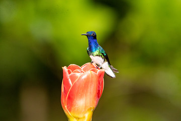 Hummingbird