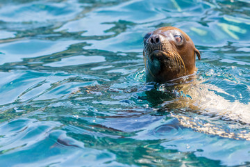 A Galapagos Sea Lion (Zalophus wollebaeki) swimming on top the surface of the ocean.