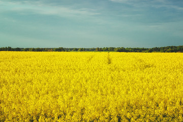 Incredible landscape with a yellow field of radish on a sunny day against the blue sky with clouds