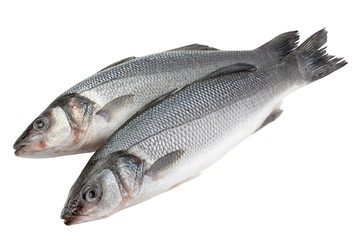 Seabass isolated on white background, clipping path, full depth of field