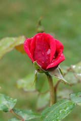 Pink rose with dewdrops in a garden during spring