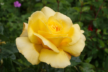 Yellow rose with dewdrops in a garden during spring