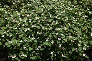Eidechsenschwanz Flame Houttuynia cordata Flame