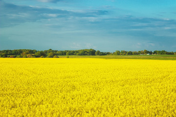 Incredible landscape with a yellow field of radish on a sunny day against the blue sky with clouds