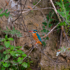 Birds in Danube Delta