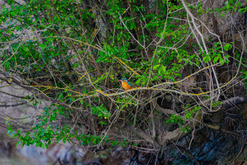 The kingfisher bird