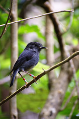 New Zealand North Island robin (Petroica longipes) portrait with research identity bands on legs