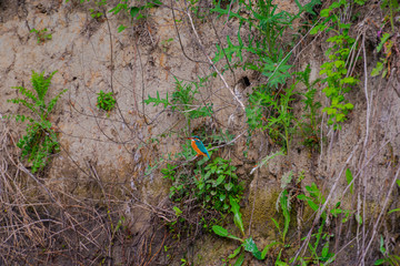 The kingfisher bird