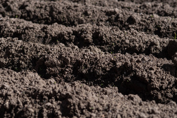 even beds of wet land for planting